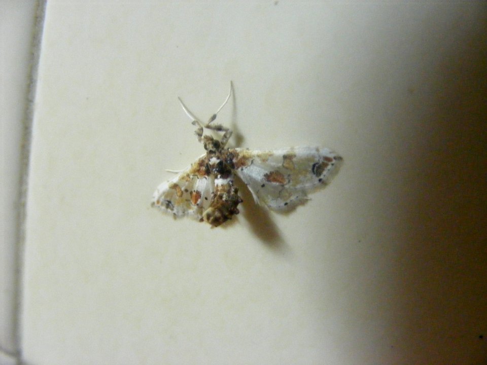Leucinodes orbonalis, Crambidae
