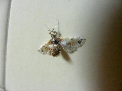 Leucinodes orbonalis, Crambidae