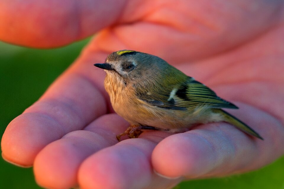 Small bird young bird small