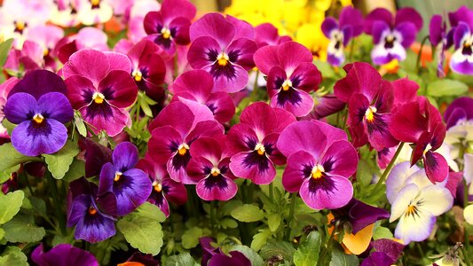 Spring purple violet