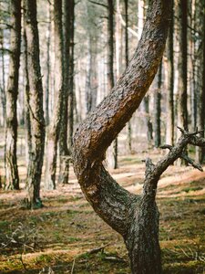 Winding woods tree photo