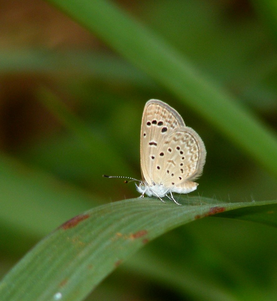 Dark Grass Blue Zizeeria lysimon
