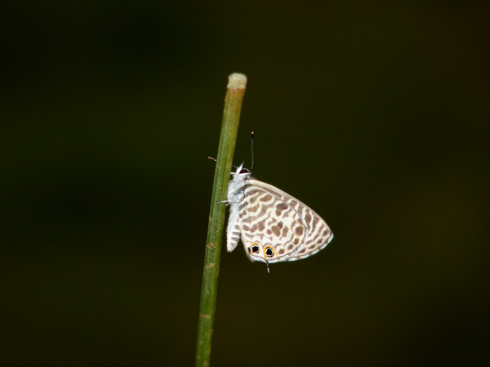 Life cycle of Zebra Blue Tarucus plinius