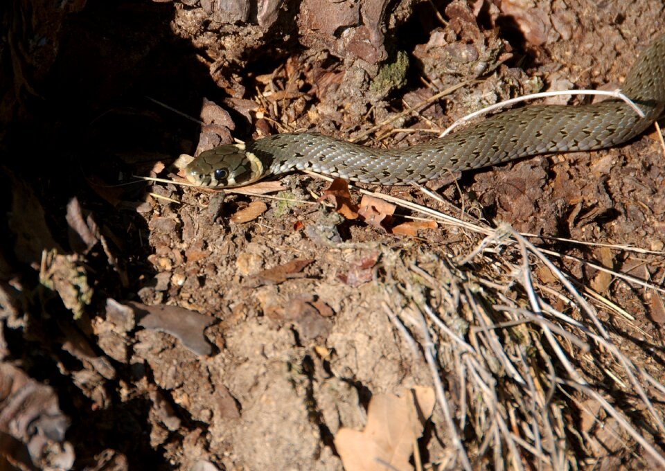 Animal reptile nature