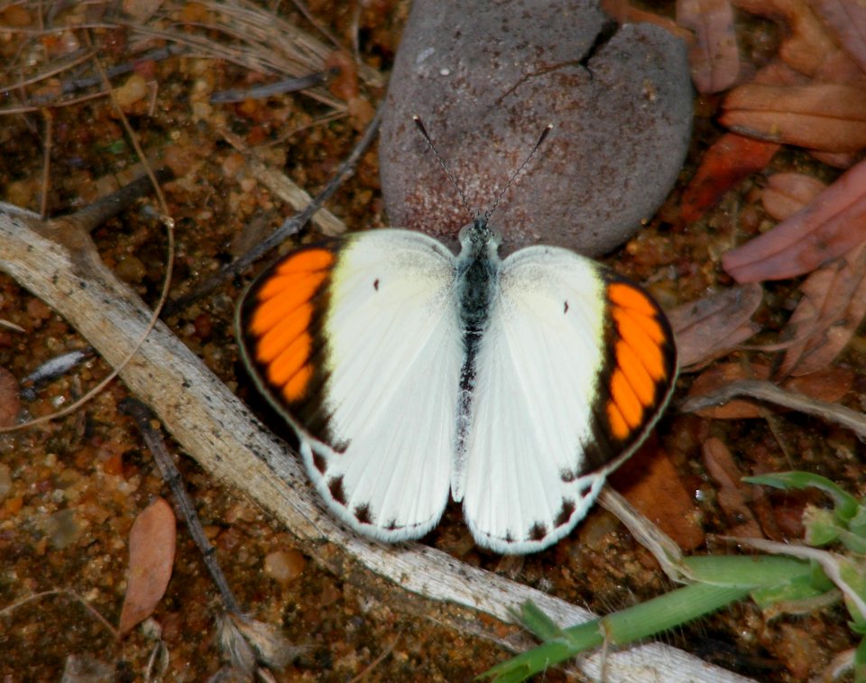 Small Orange Tip  Colotis etrida (male)