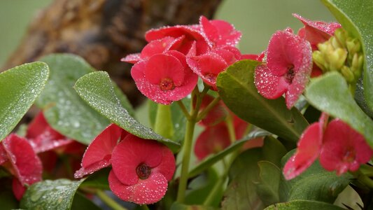 Tropical exotic pink