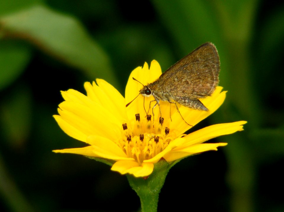 Pygmy Scrub Hopper  Aeromachus