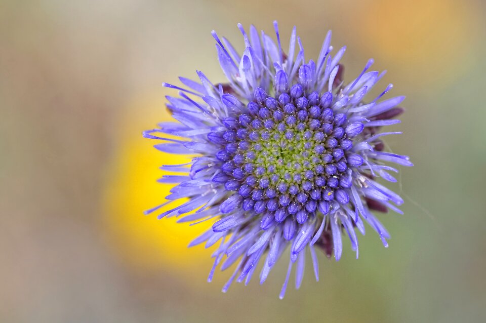 Macro nature violet