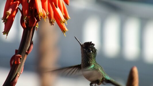 Hummingbird flower wings