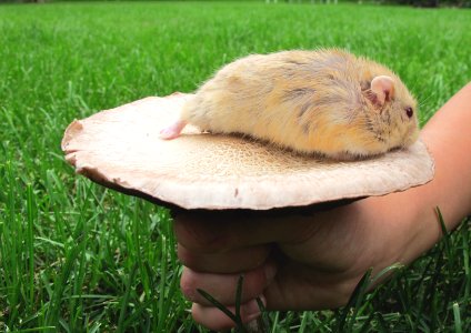 dwarf hamster photo