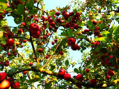 Red fresh healthy