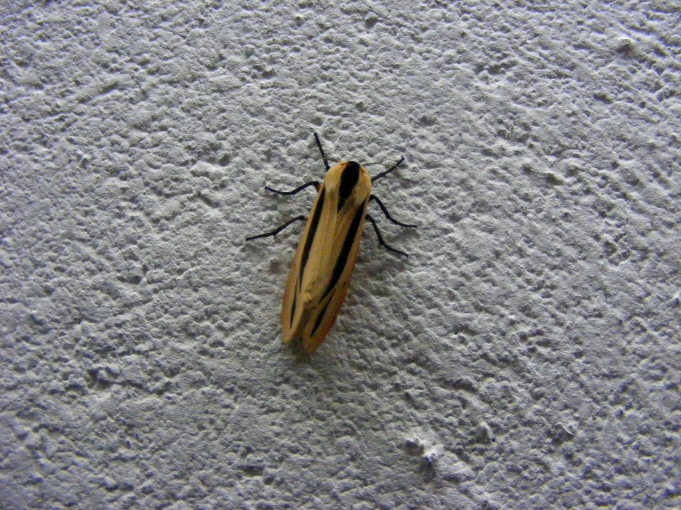 Creatonotos gangis, Arctiidae, Arctiinae