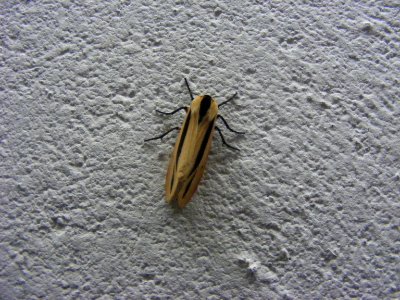Creatonotos gangis, Arctiidae, Arctiinae