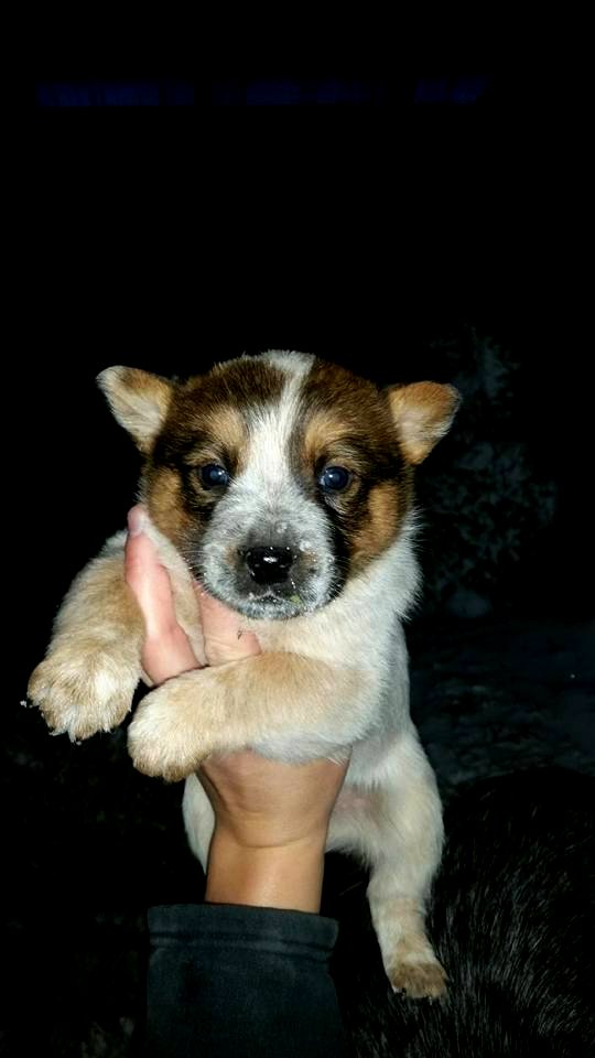 Dozer the Red Heeler pup