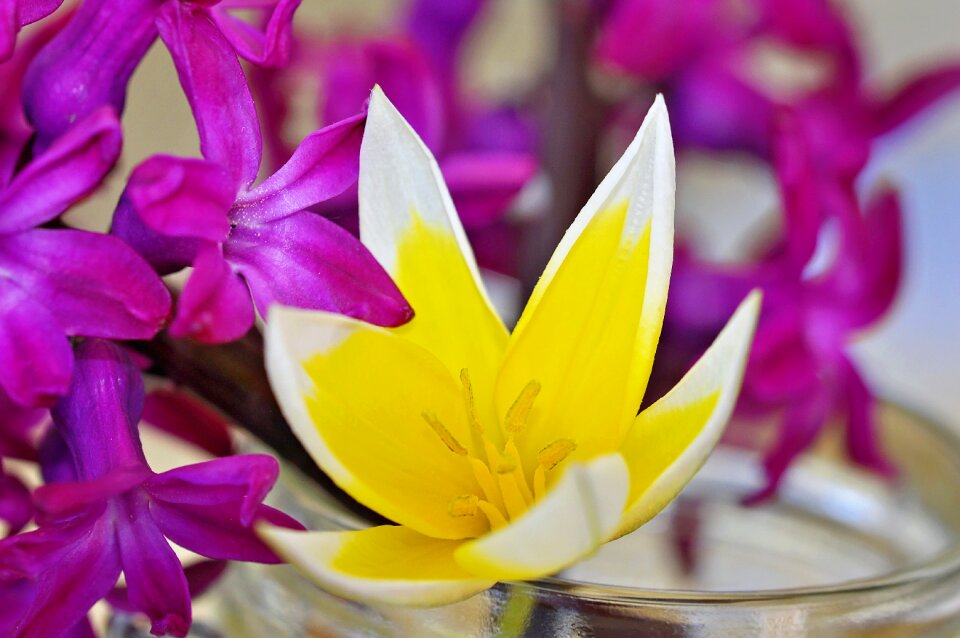 Fragrant flowers small star tulip