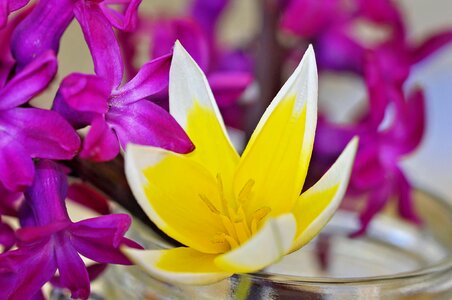 Fragrant flowers small star tulip