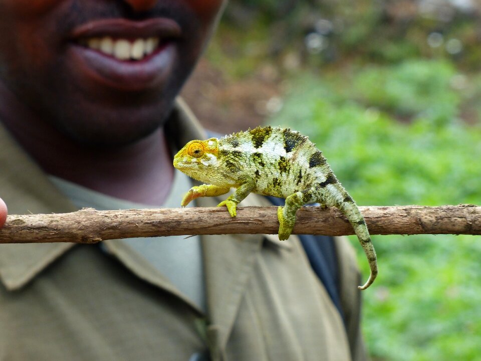 Africa rwanda green