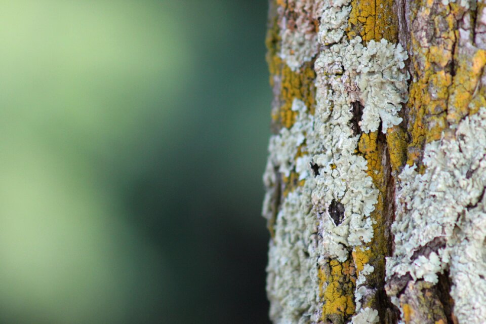 Forest tree fungus texture