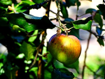 HerbstImpression 160922F