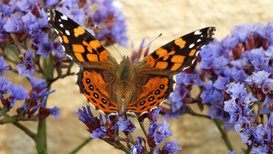 Beach garden wings