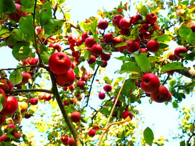 Red fresh healthy