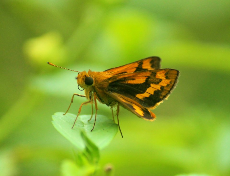 Potanthus spp. – Dart spp