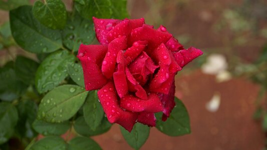 Flowers nature red petal