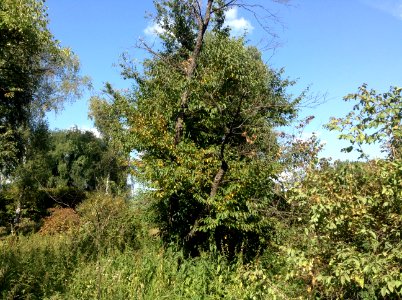 Betula schmidtii