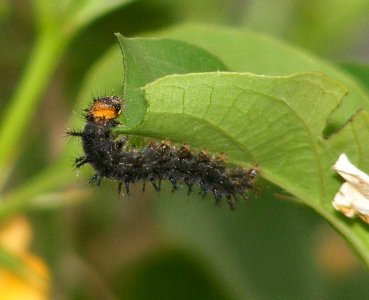 Yellow Pansy Junonia hierta photo