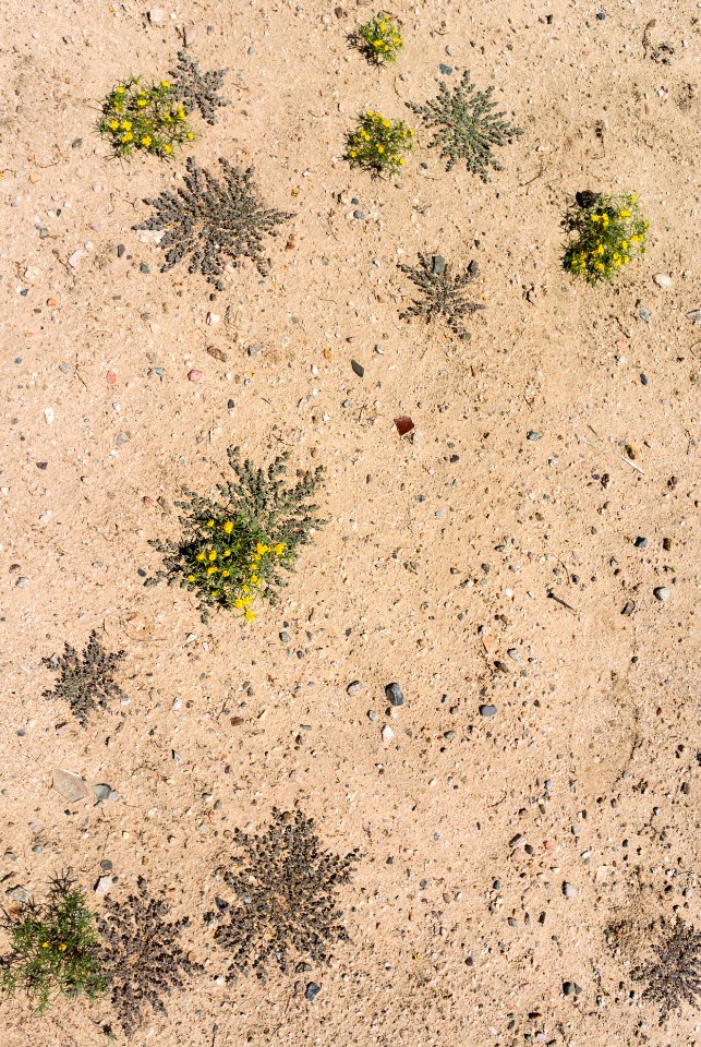 Desert ground with small plants