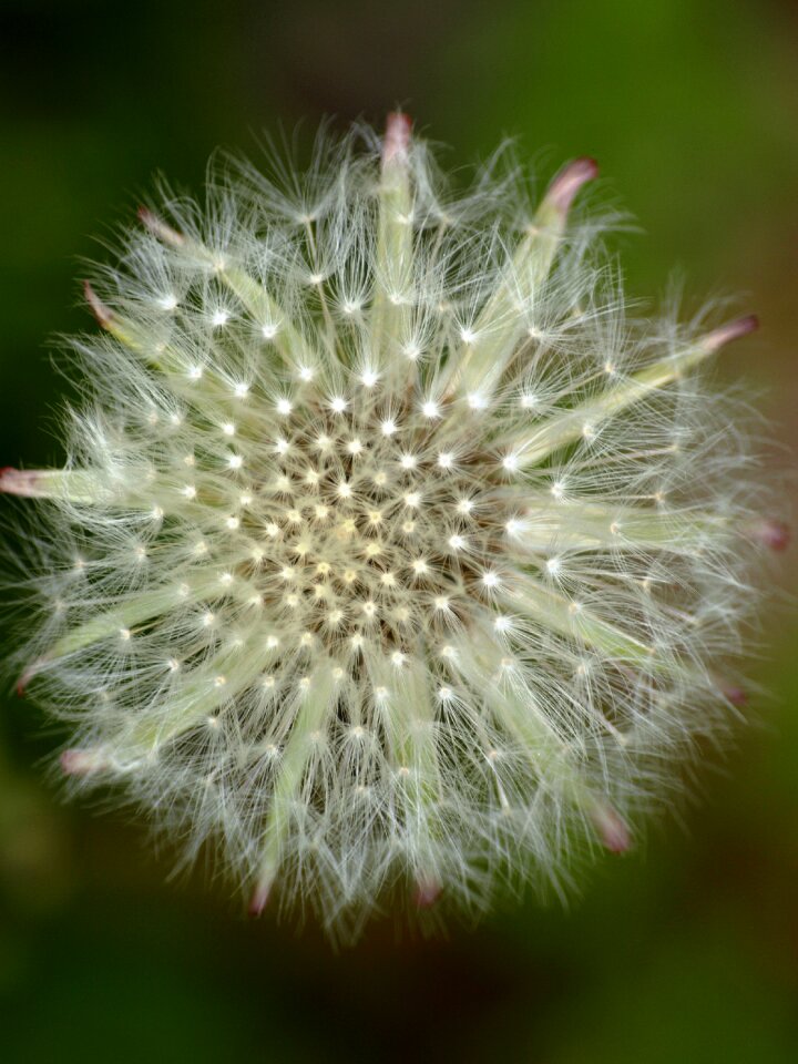 Close up roadside seeds