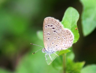 Zizeeria karsandra (Moore, 1865) – Dark Grass Blue photo