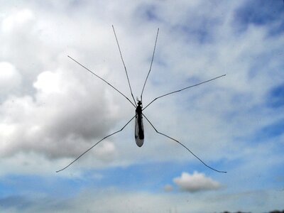 Insect sky nature