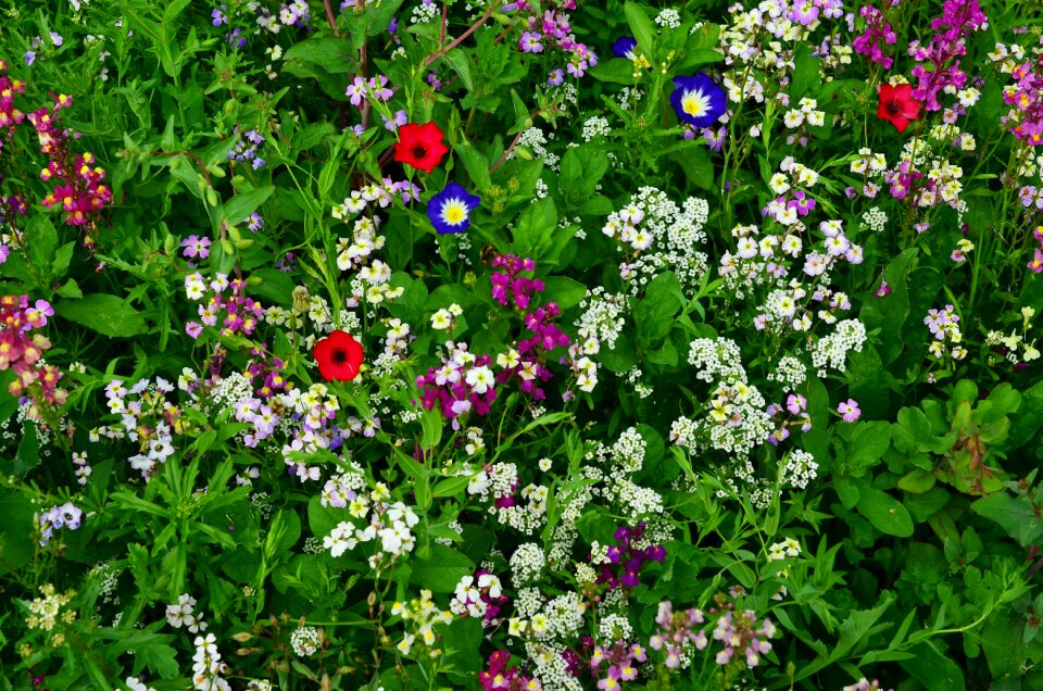 Meadow bloom summer