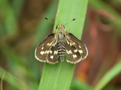 Taractrocera maevius (Fabricius, 1793) – Grey-veined Grass Dart