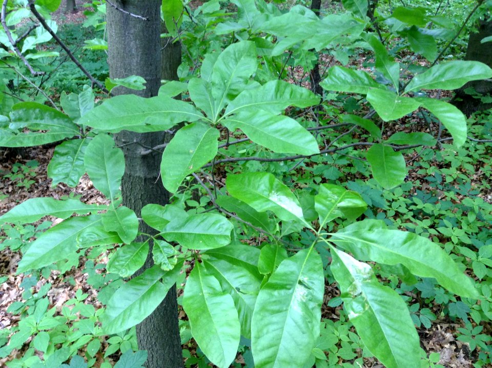 Quercus imbricaria. Leaves