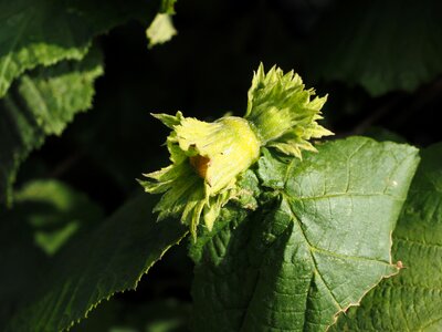 Fruit bush hazel