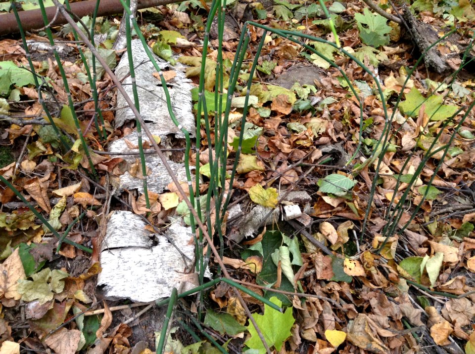 Equisetum hyemale