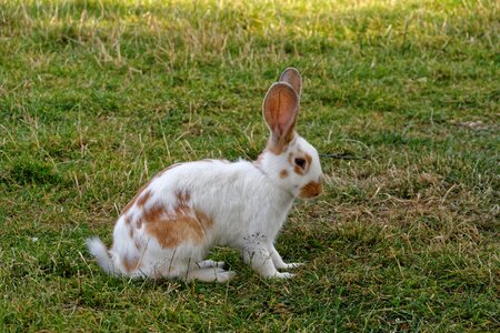 Rush easter bunny animal
