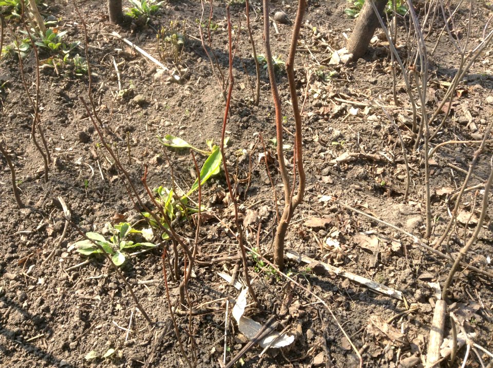 Cercis siliquastrum