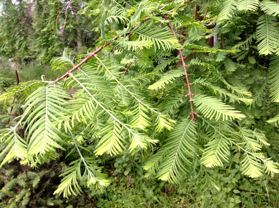 Metasequoia glyptostroboides. Leaves