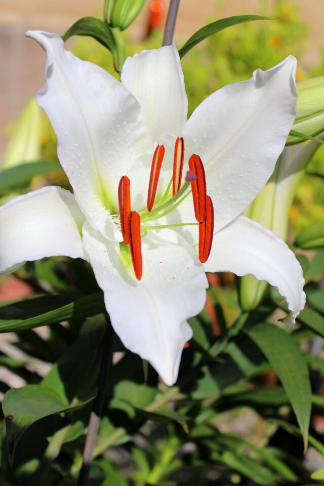 Blossom bloom blossomed