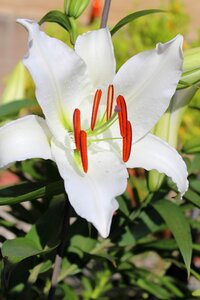 Blossom bloom blossomed