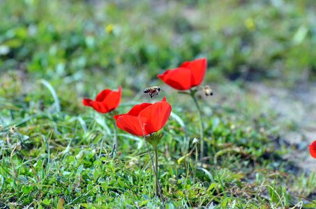 Red flower nature