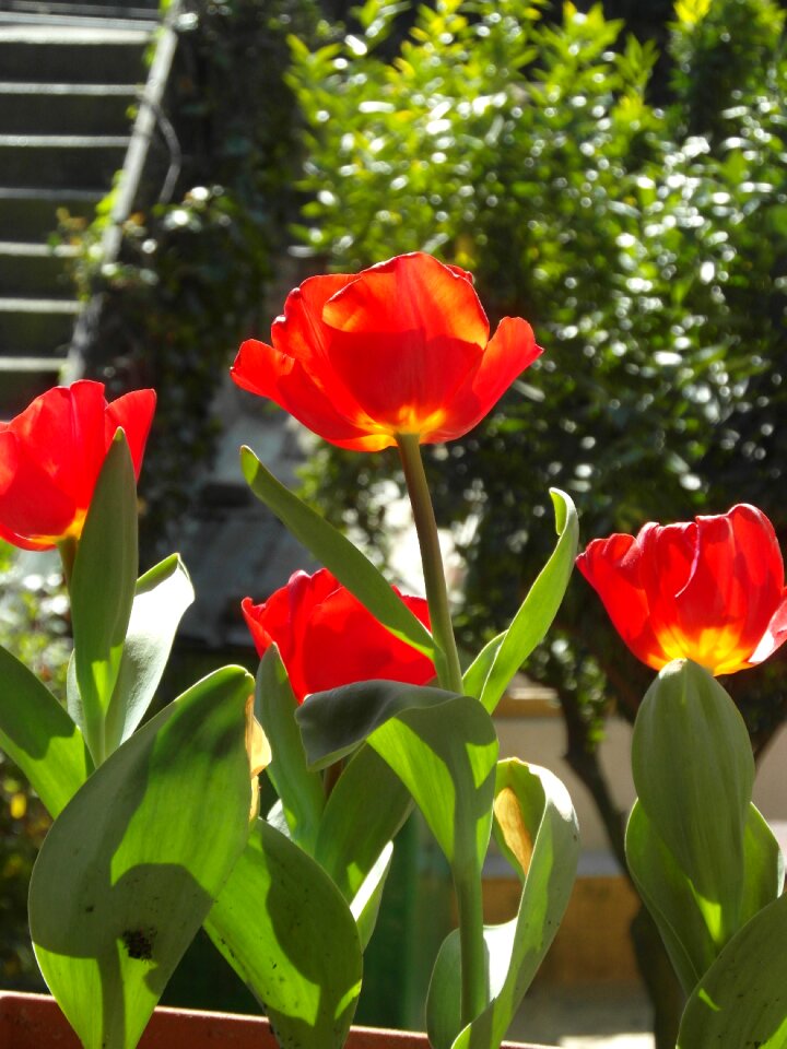 Nature petals plant