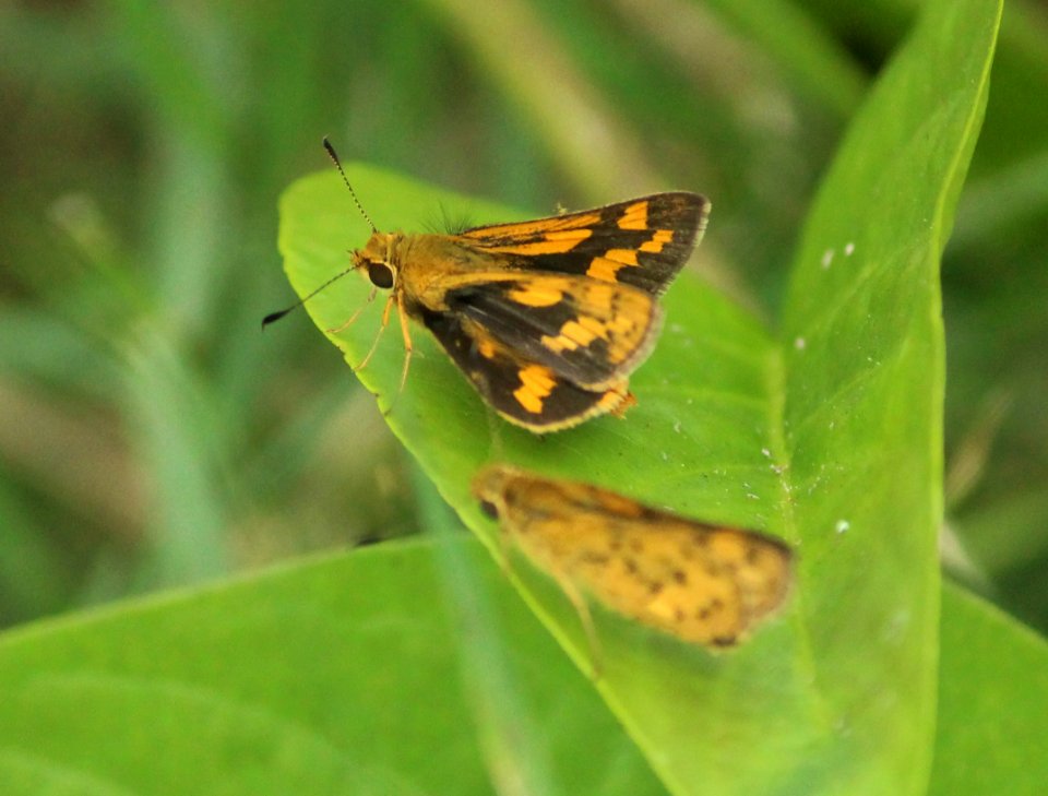Potanthus spp. – Dart spp.