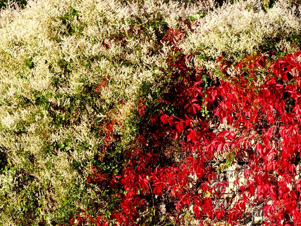 HerbstImpression 161019A