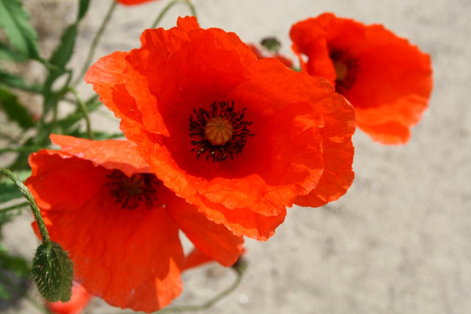 Flower field of poppies blossom