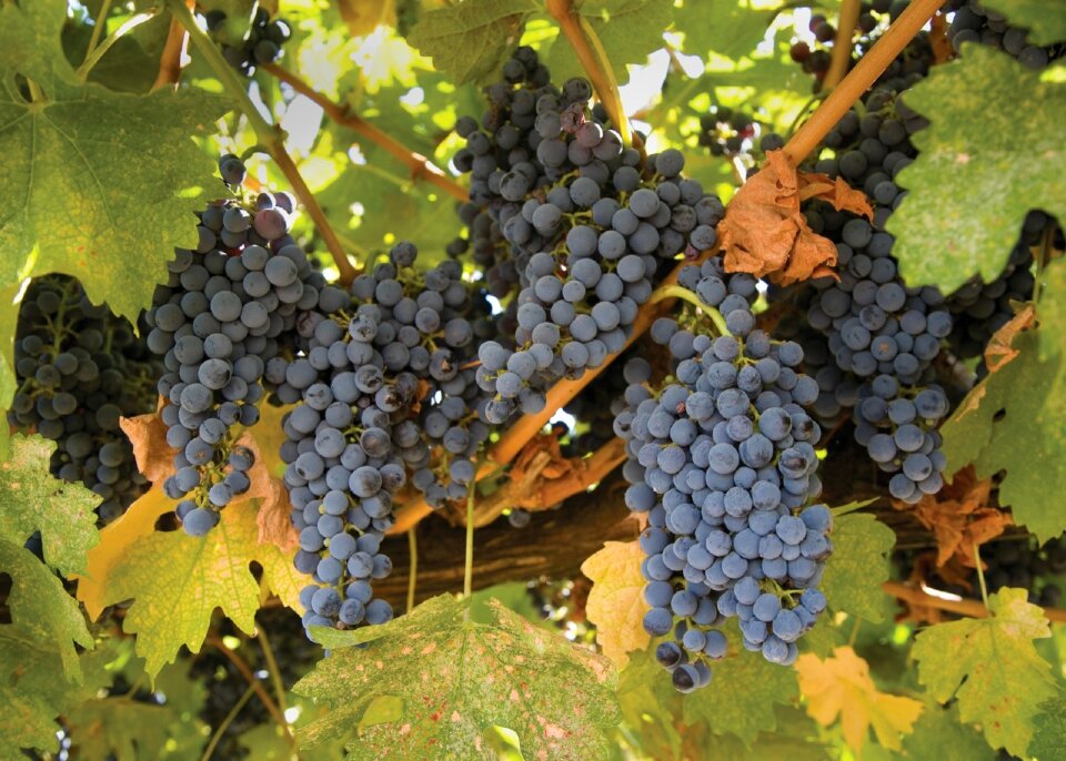 Winery fruit harvest