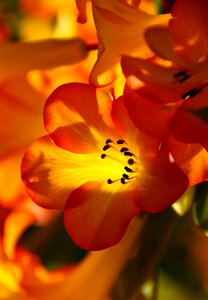 Bloom orange yellow
